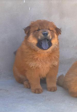 Vendo Chow Chow Macho