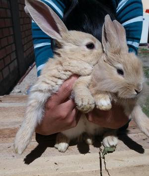 Vendo Conejitos Mascota en Espinar