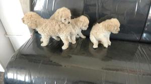 Vendo Lindos Cachorros Poodle Toy Blanco
