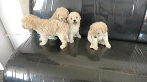 Vendo Lindos Cachorros Toy Blancos