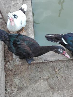 Vendo Patos Recria O para Consumo