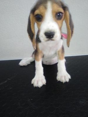 beagle tricolor cachorro