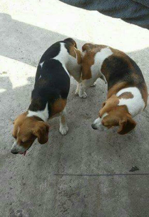 beagles macho busca novia