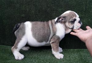 bulldog ingles hembrita sin pedigree