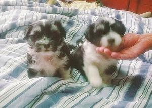 cachorros Shih Tzu