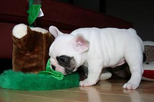 cachorros bulldog inglés en venta