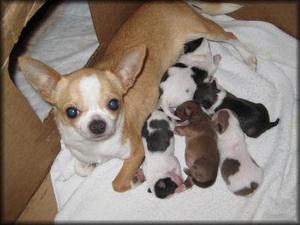 chihuahuas en venta