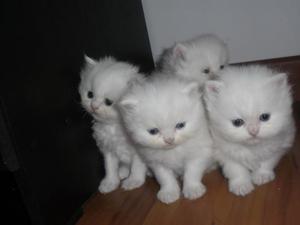 gatitos persa blancos y garfield peludos