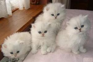 gatos persa blancos y marrones peludos lindos gatitos