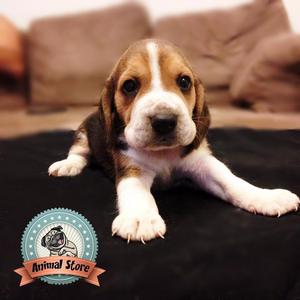 hermosa cachorra beagle en venta