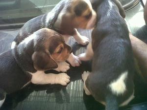hermsos cachorros beagles