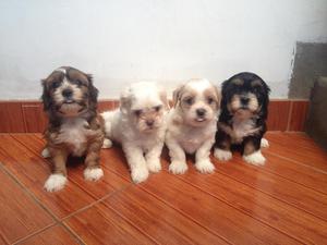 oferta cachorros shitzu en venta