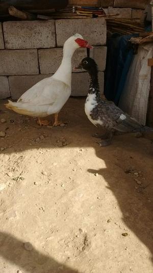 por Ocasion Se Vende Estos 3 Patos de Ca