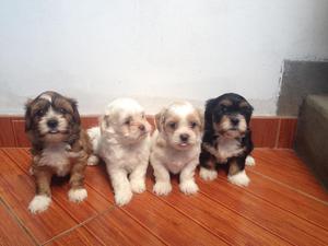 shitzu en venta se venden cachorros vacunados
