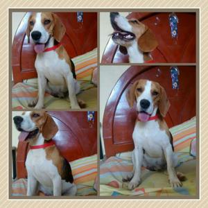 Beagle