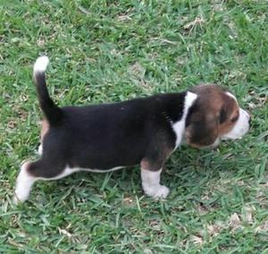 Beagle Tricolores 13.