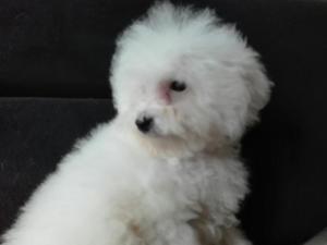 Bichon Frise Hembra