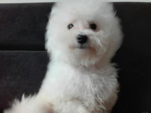 Bichon Frise Hembrita