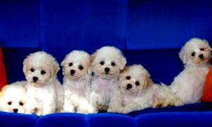 Bichon Ftise Cachorros Garantia