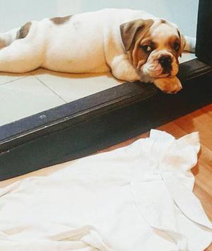 Bulldog ingles Macho 3 meses Por viaje