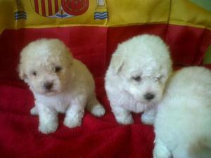 CACHORROS DE RAZA BICHON FRISE OFRESCO