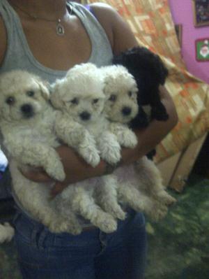 CACHORROS POODLE OFRESCO