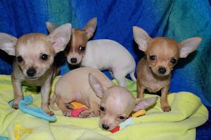 CHIHUAHUA CACHORROS CACHORROS TOY