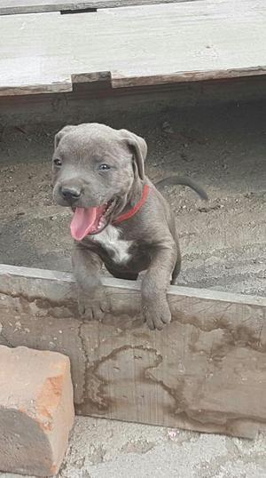 Cachorra Pitbul Fusion