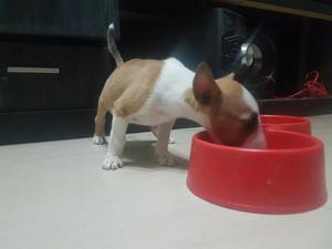 Cachorro Bull Terrier