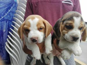 Cachorros Beagles Calidad Pedigri