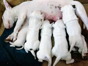 Cachorros Bull Terrier