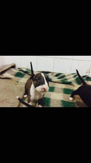 Cachorros Bull Terrier