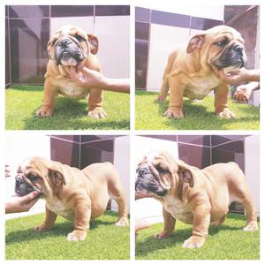 Cachorros Bulldog Ingles