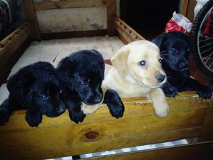 Cachorros Labradores