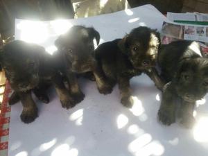 Cachorros Schnauzer