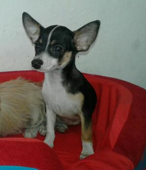 Chihuahua Cruse con Jack Russell