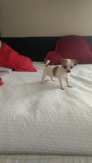 Chihuahua Toy Hembra