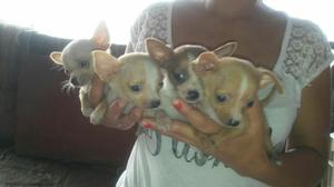 Chihuahuas Finos Cachorritos Ofertamos