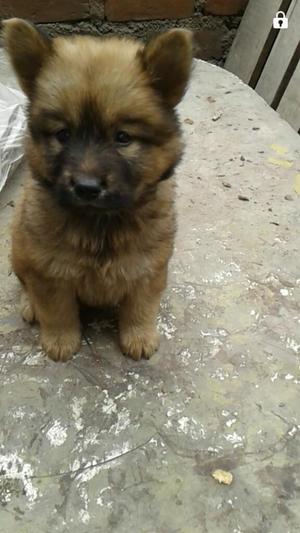 Chowchow