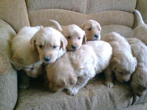 GOLDEN RETRIEVER HERMOSOS Y DE RAZA