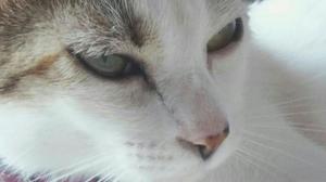 Gatita en Adopción