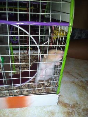 Hamsters en Adopcion