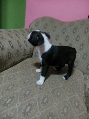 Hermoso Cachorro Boston Terrier Macho