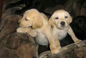 Hermosos Cachorros Labradores Retriever