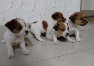 Hermosos cachorritos Jack Russel Terrier