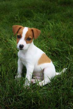 JACK RUSSELL TERRIER CACHORROS 500 SOLES