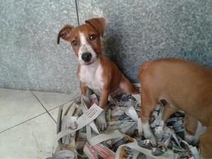 Jack Russell Color Marron