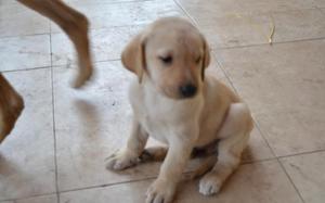 LABRADORES CACHORROS HUESOS DORADOS NEGROS