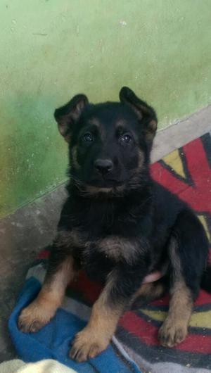 Lindos Cachorritos