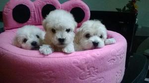 Lindos Poodle toy
